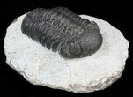 Detailed Austerops (Phacops) Trilobite #40138-2
